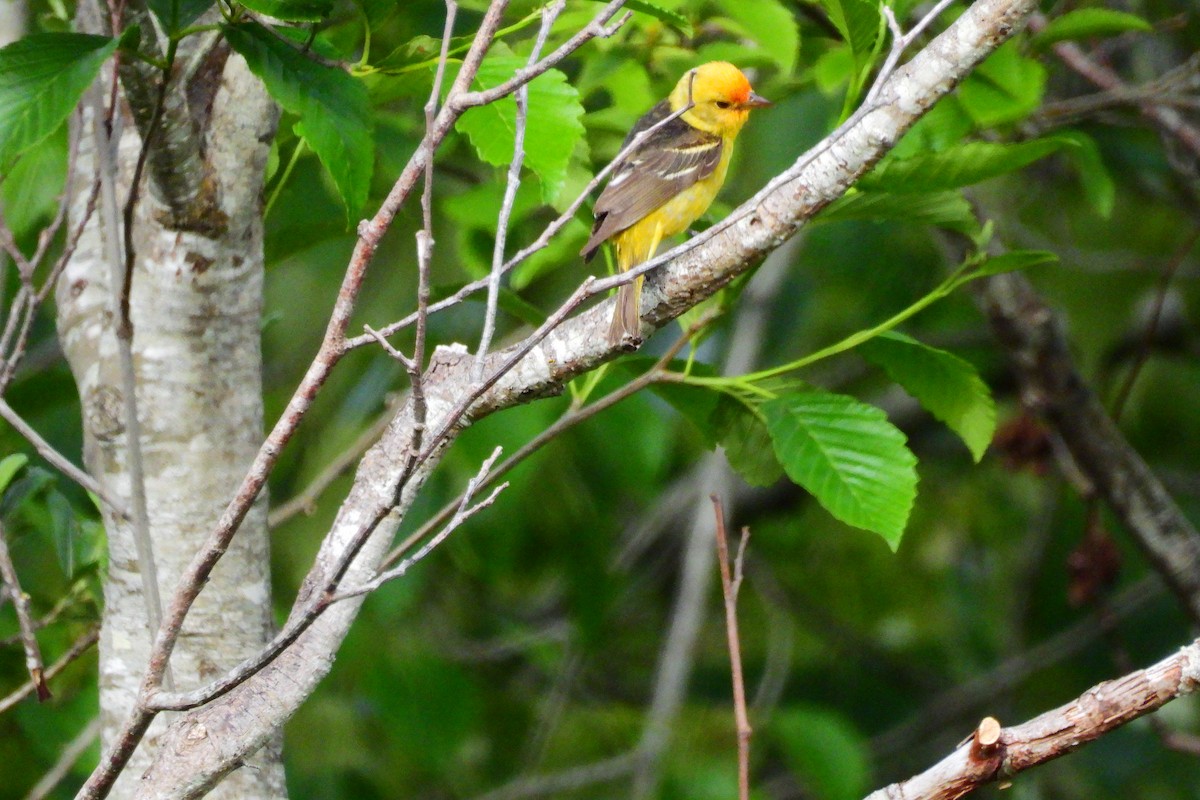 Western Tanager - ML635700661