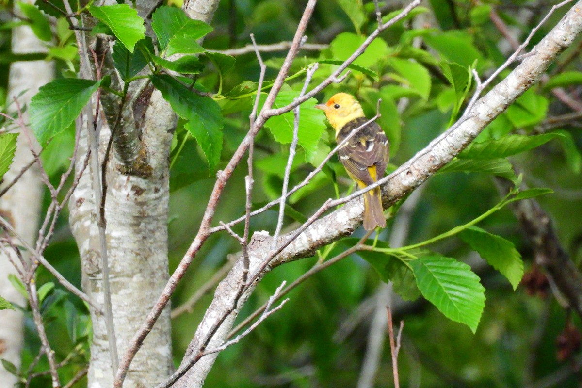 Western Tanager - ML635700662