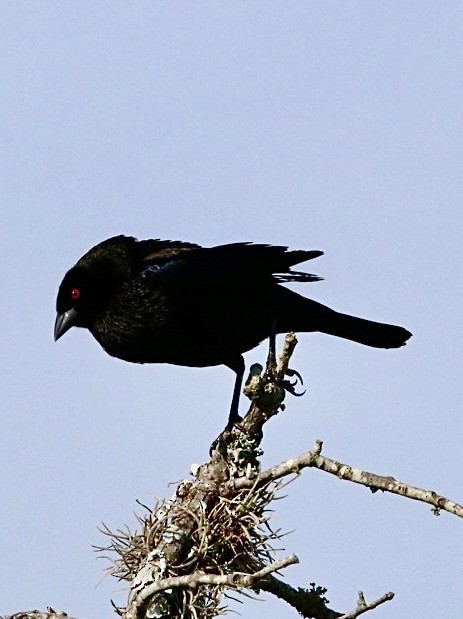 Bronzed Cowbird - ML635700667