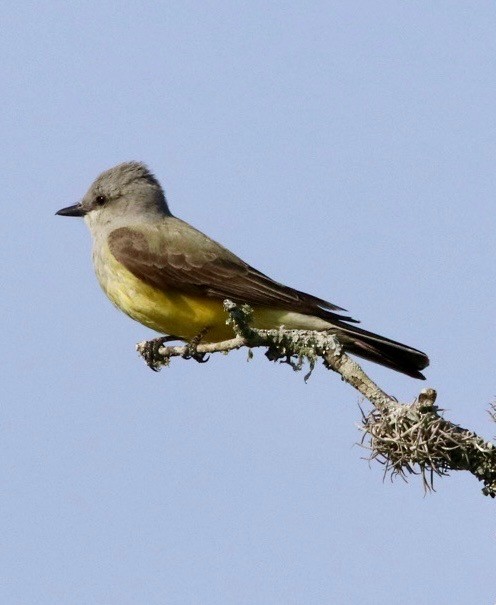 tyran západní - ML635700691