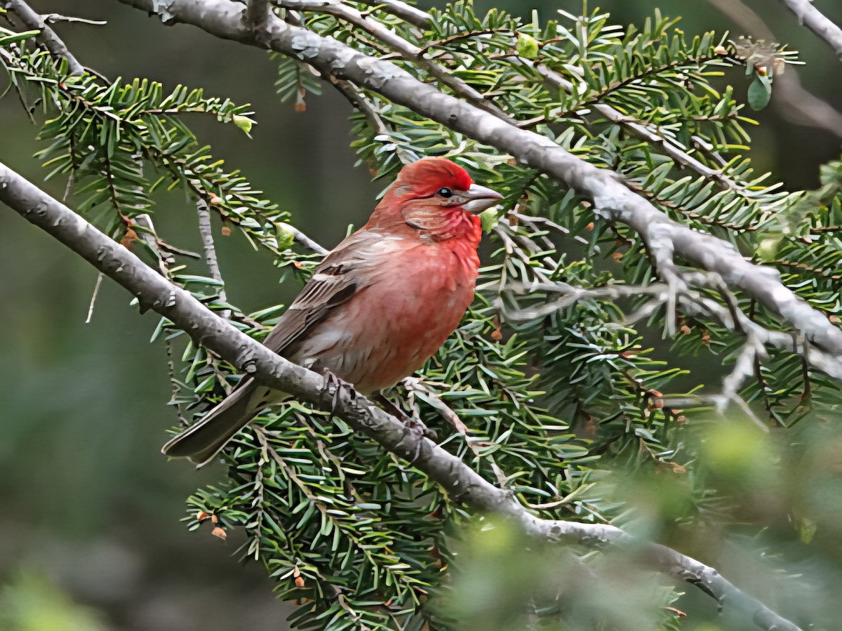 House Finch - ML635700717