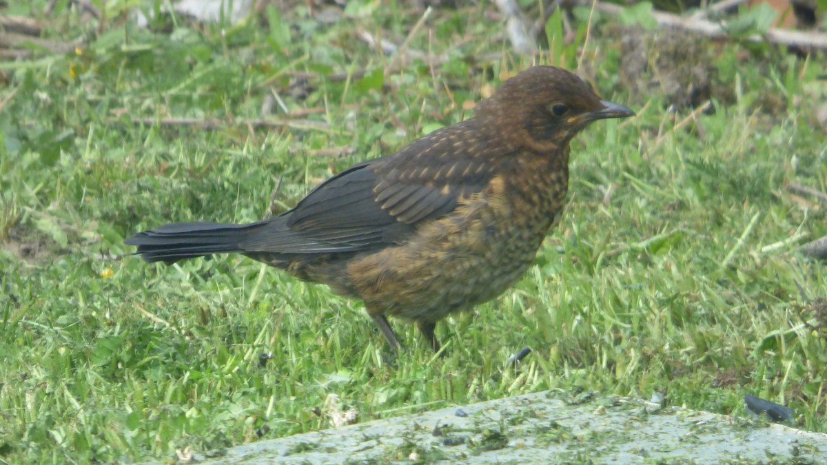 Eurasian Blackbird - ML635700725