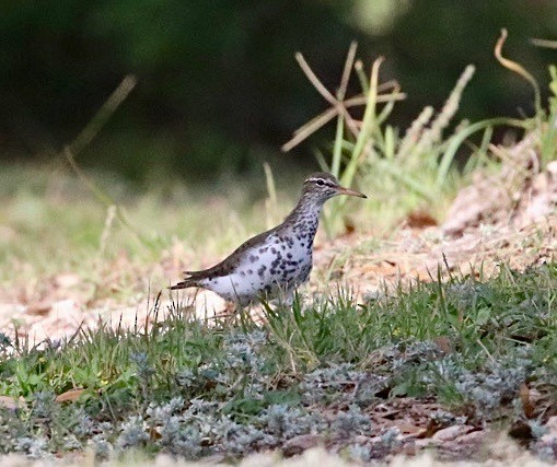 pisík americký - ML635700737