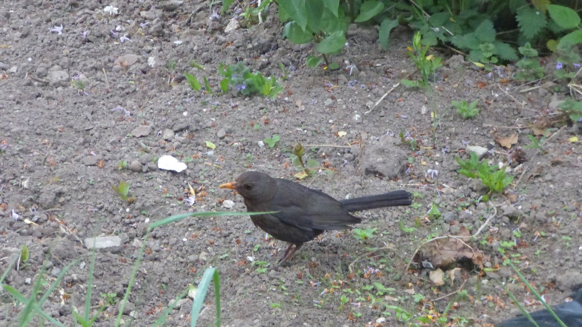 Eurasian Blackbird - ML635700739