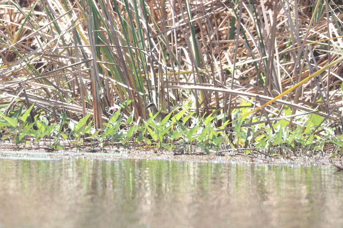 Allen's Gallinule - ML635701014