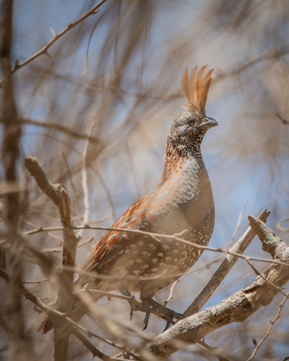 Elegant Quail - ML635701035