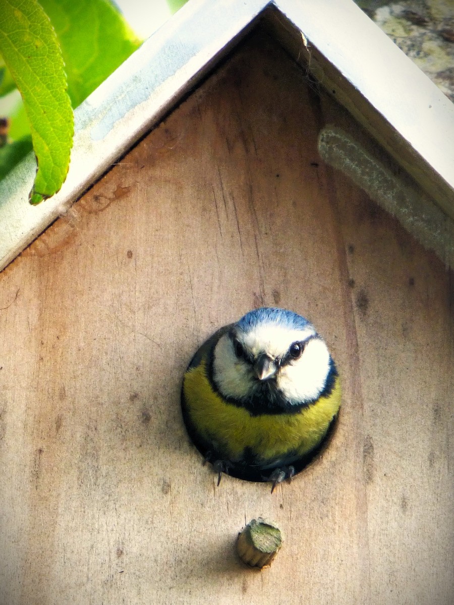 Eurasian Blue Tit - ML635701055