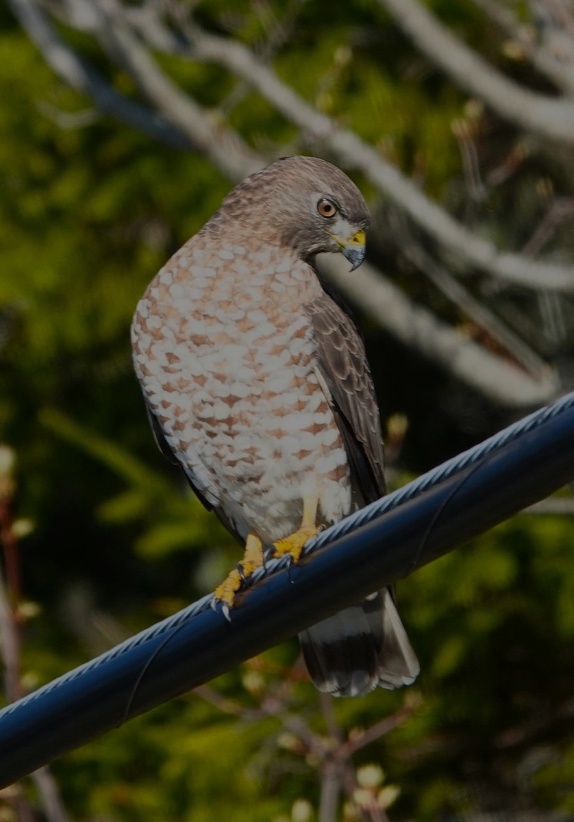 Broad-winged Hawk - ML635701060