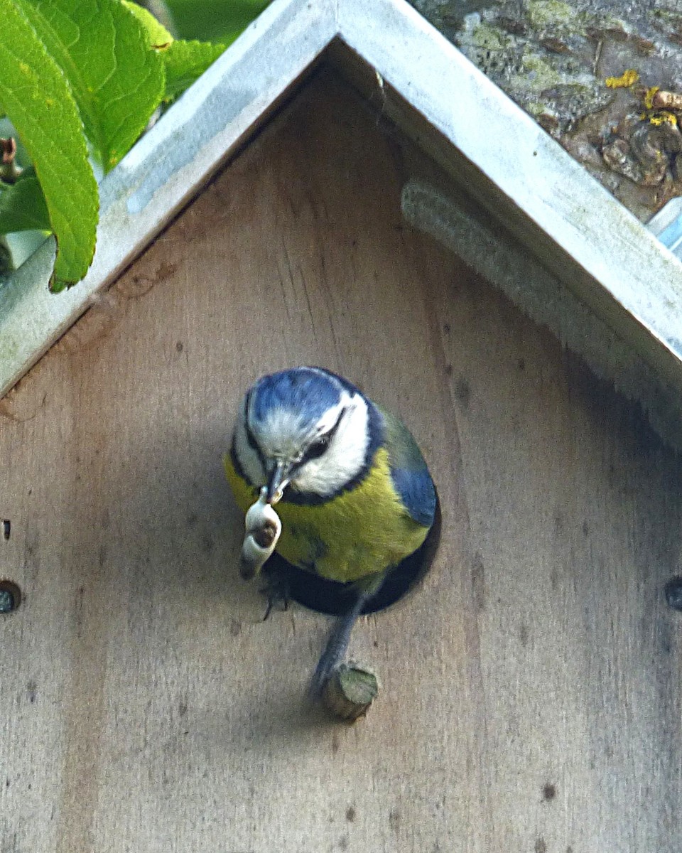 Eurasian Blue Tit - ML635701080