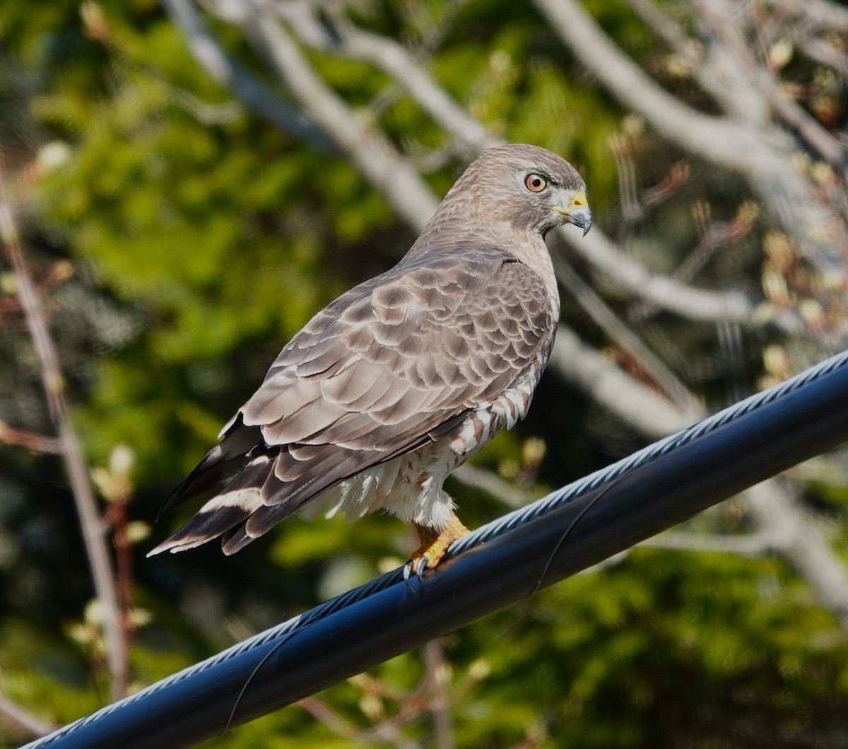 Broad-winged Hawk - ML635701098
