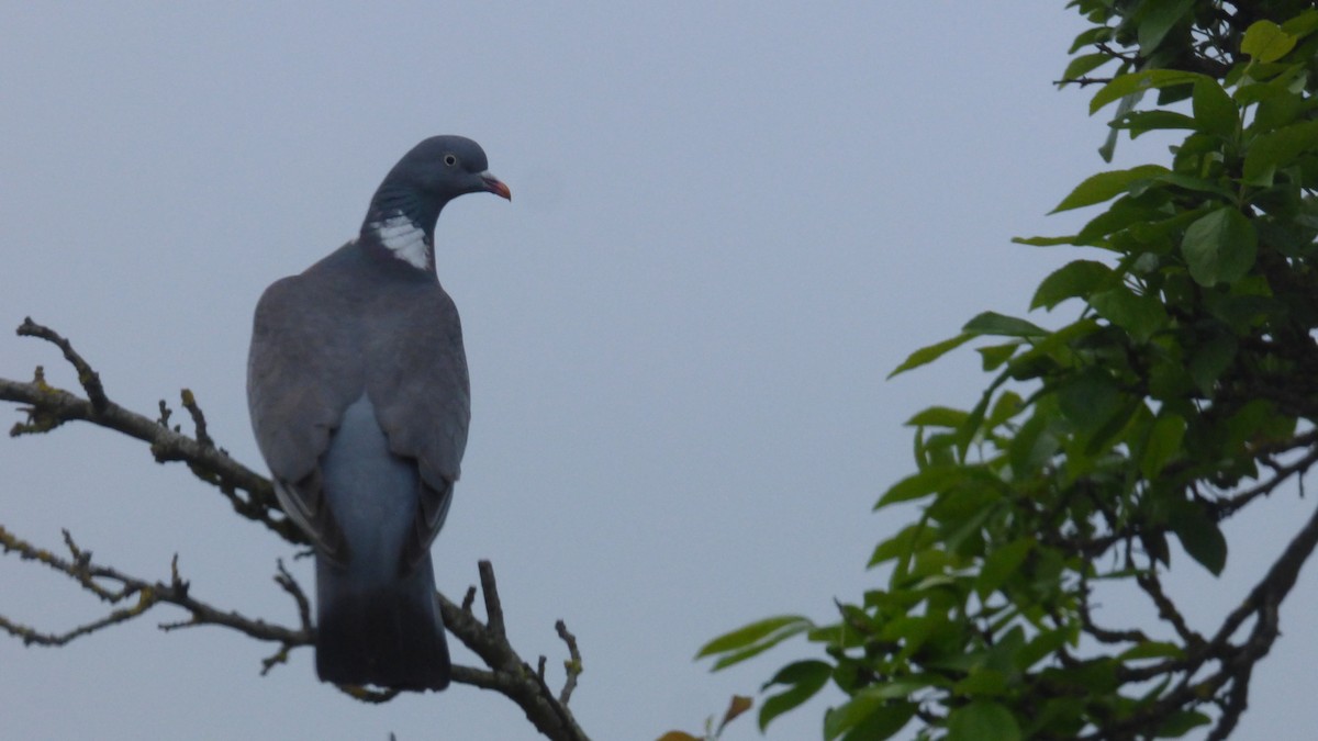 Common Wood-Pigeon - ML635701148