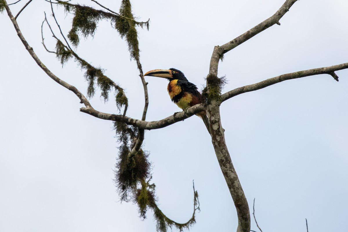 Collared Aracari (Pale-mandibled) - ML635701159