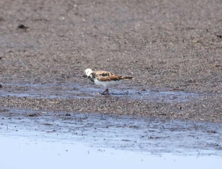 Ruddy Turnstone - ML635701275