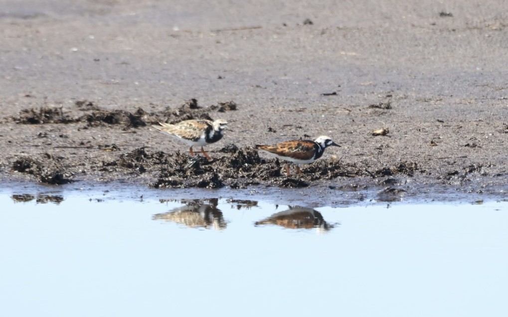 Ruddy Turnstone - ML635701276