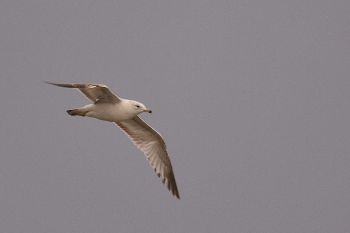 Ring-billed Gull - ML635701295