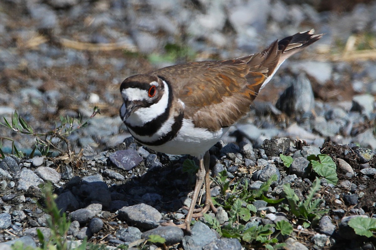 Killdeer - ML635701299