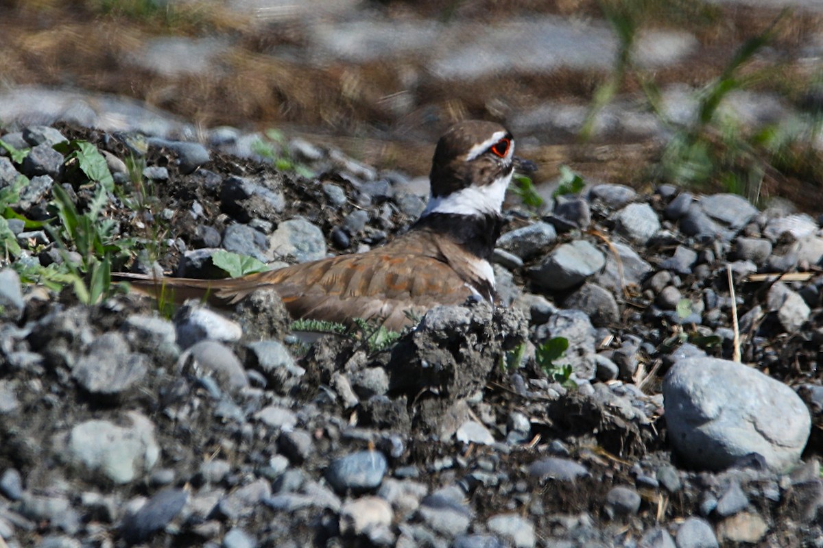 Killdeer - ML635701328
