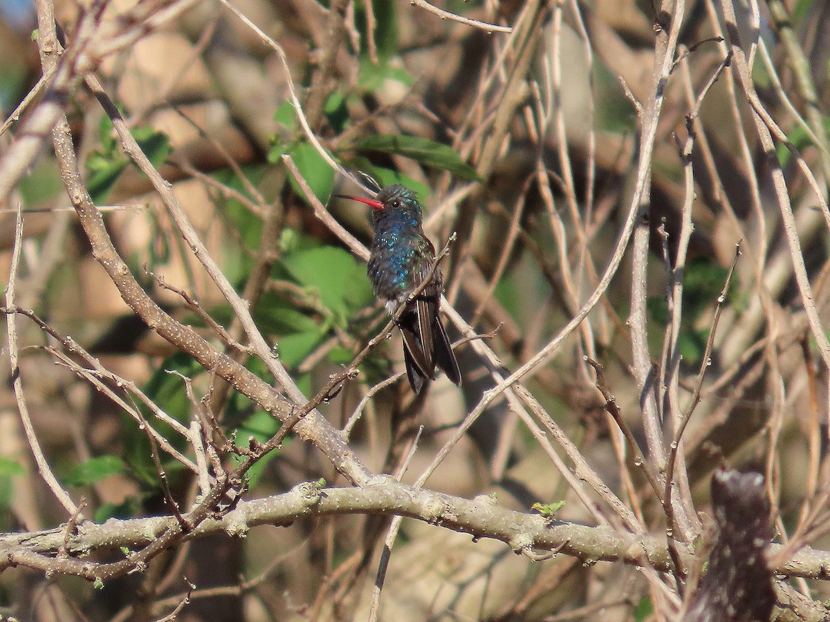 Turquoise-crowned Hummingbird - ML635701353