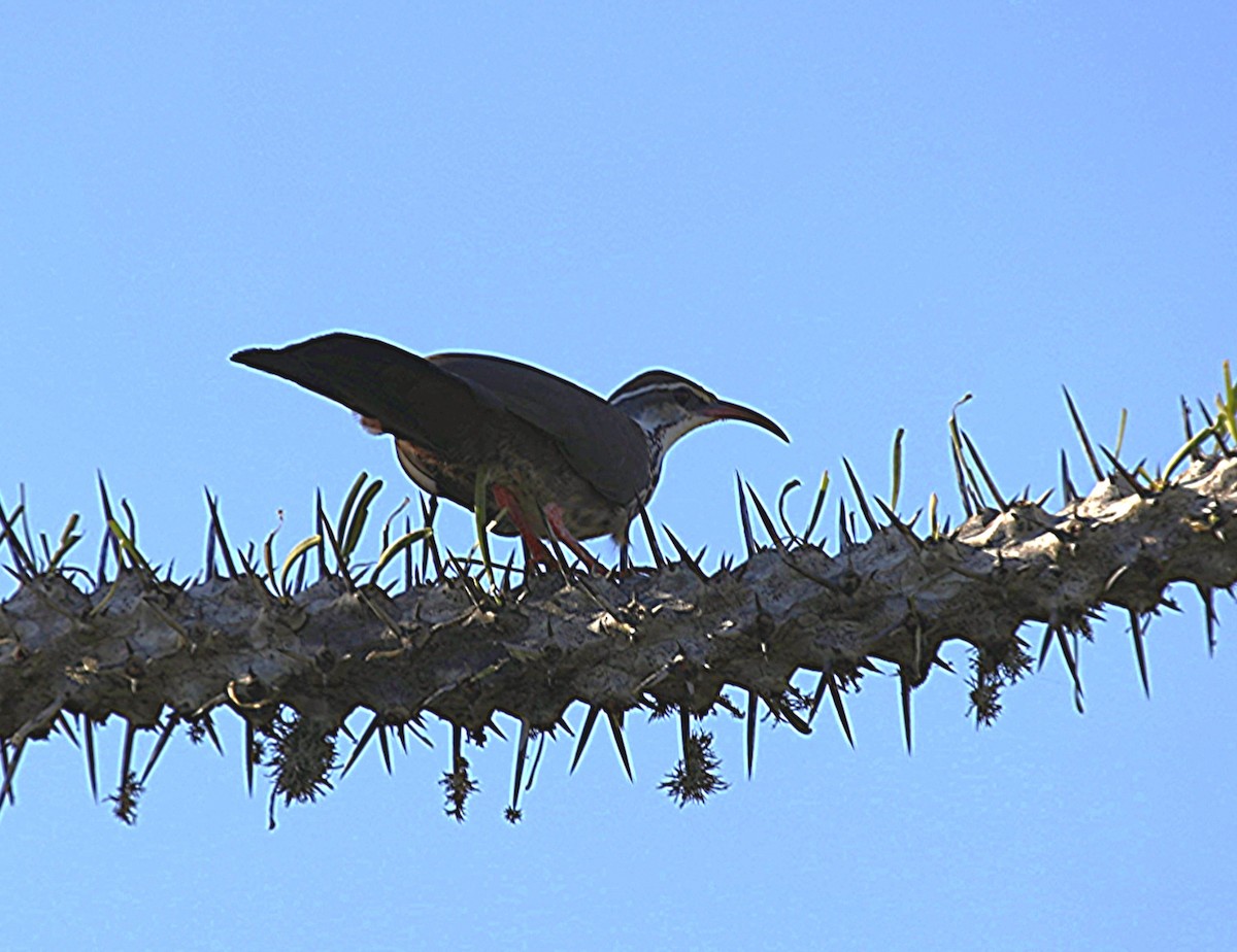 Mésite monias - ML635701376