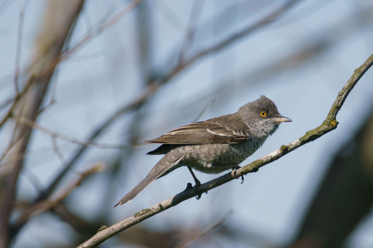 Barred Warbler - Galia Veleva