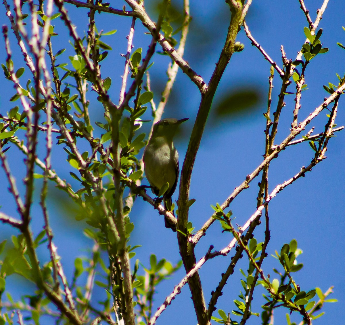 Cuban Gnatcatcher - ML635701443