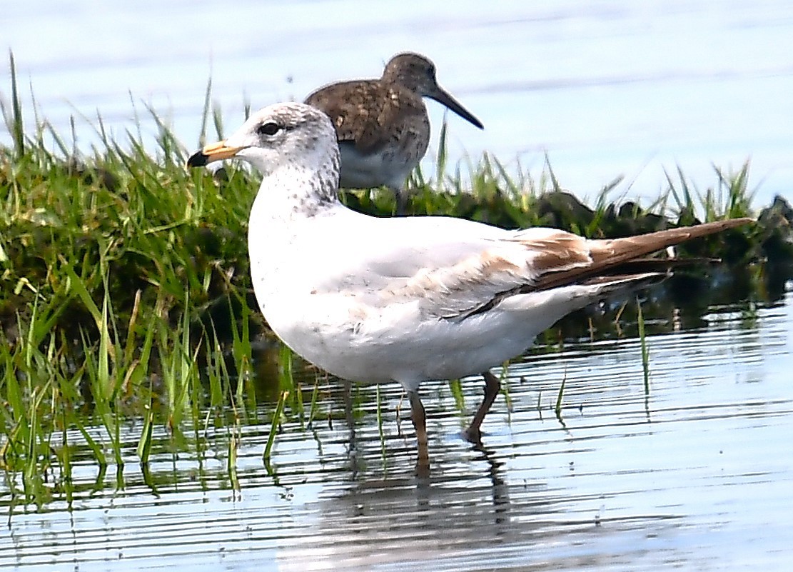 Ring-billed Gull - ML635701444