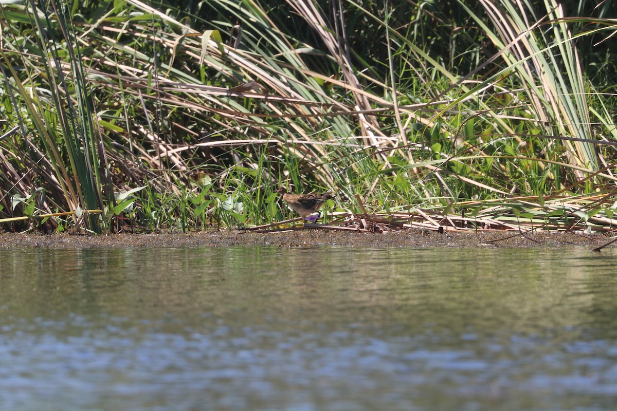 Allen's Gallinule - ML635701539