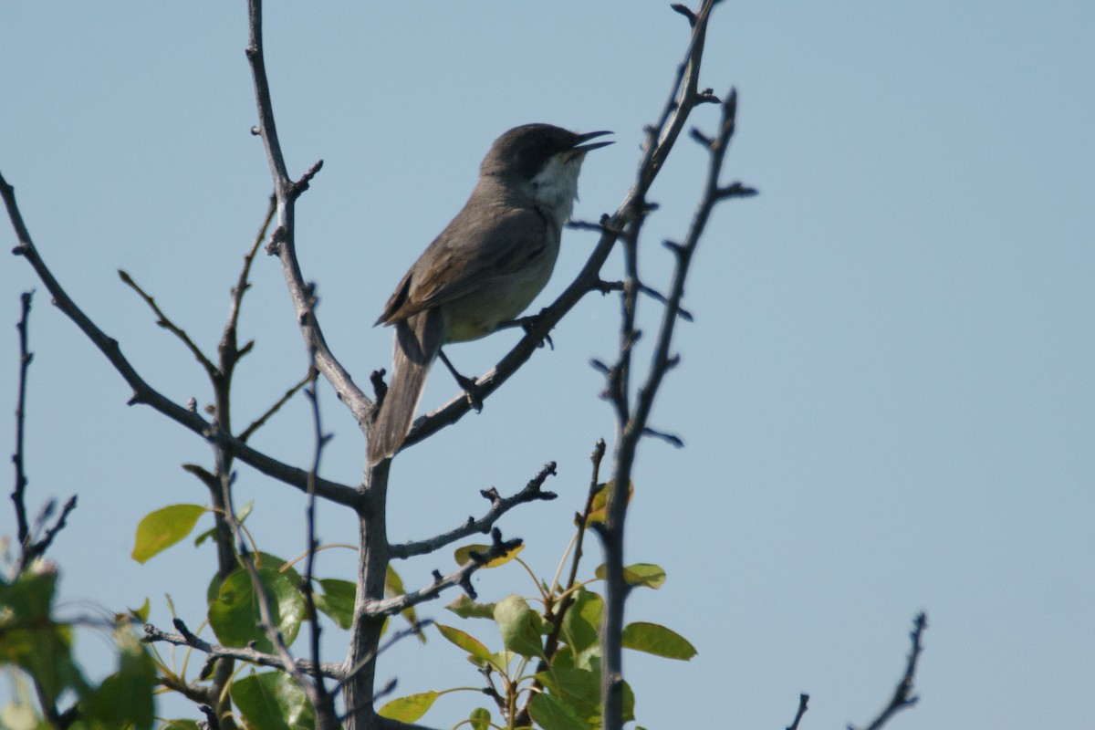 Eastern Orphean Warbler - ML635701596