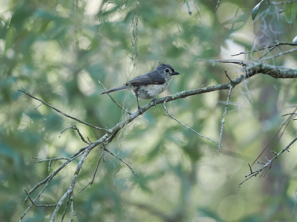 Tufted Titmouse - ML635701728
