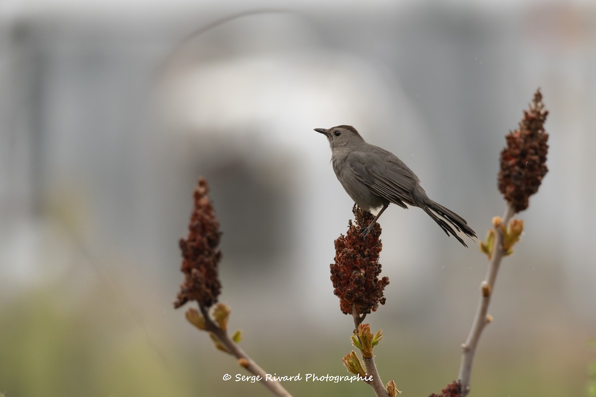 Gray Catbird - ML635701730