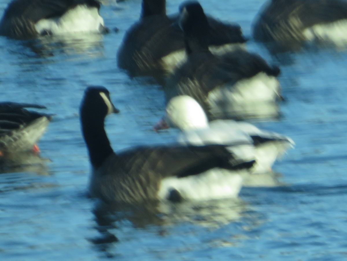 Ross's Goose - ML635701824