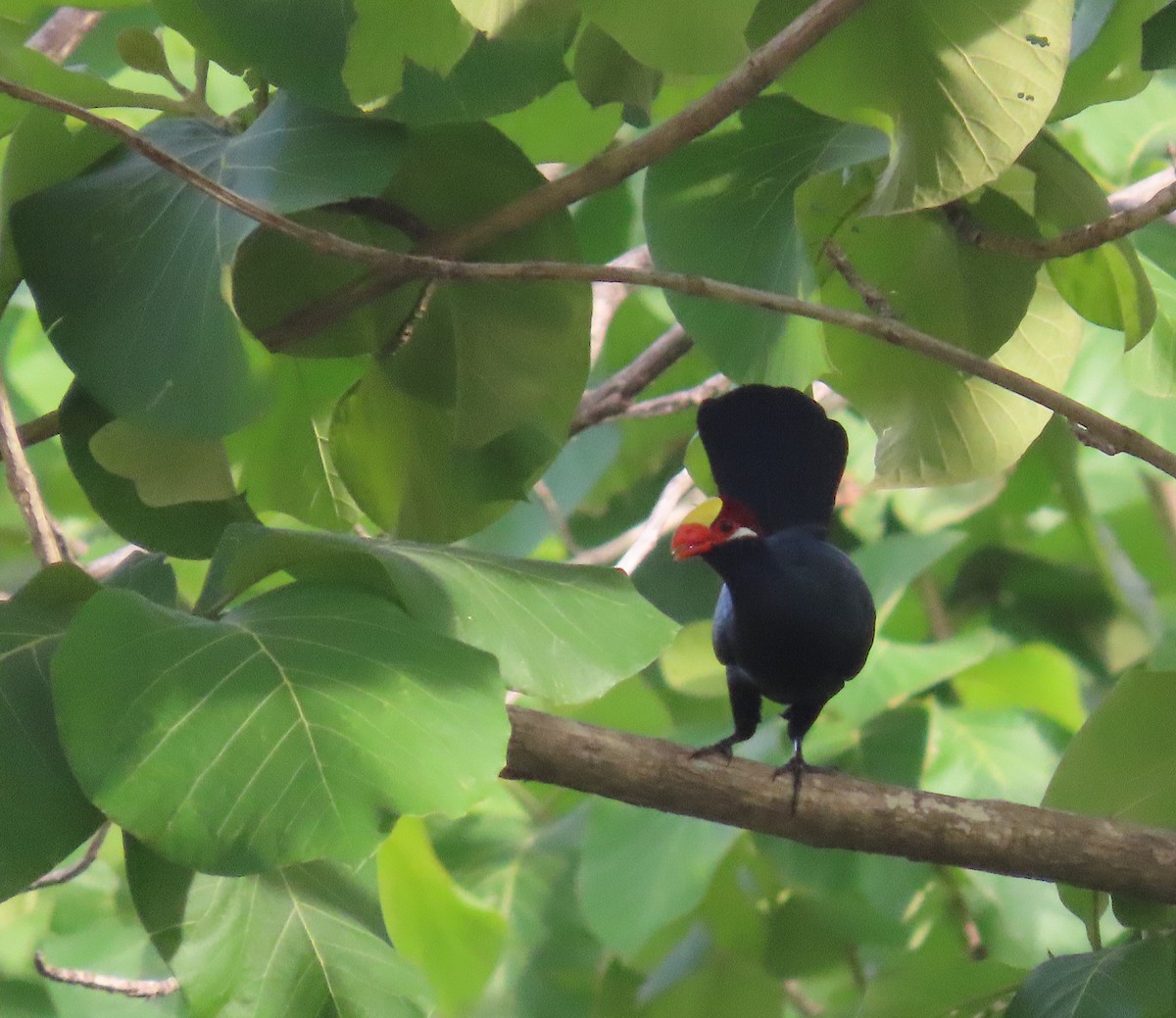 Violet Turaco - ML635701899