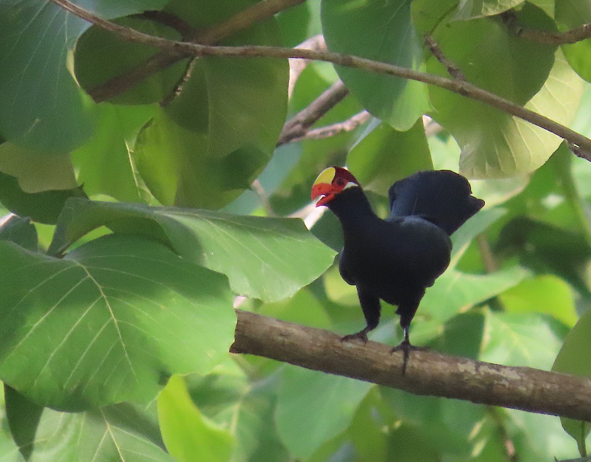 Violet Turaco - ML635701910