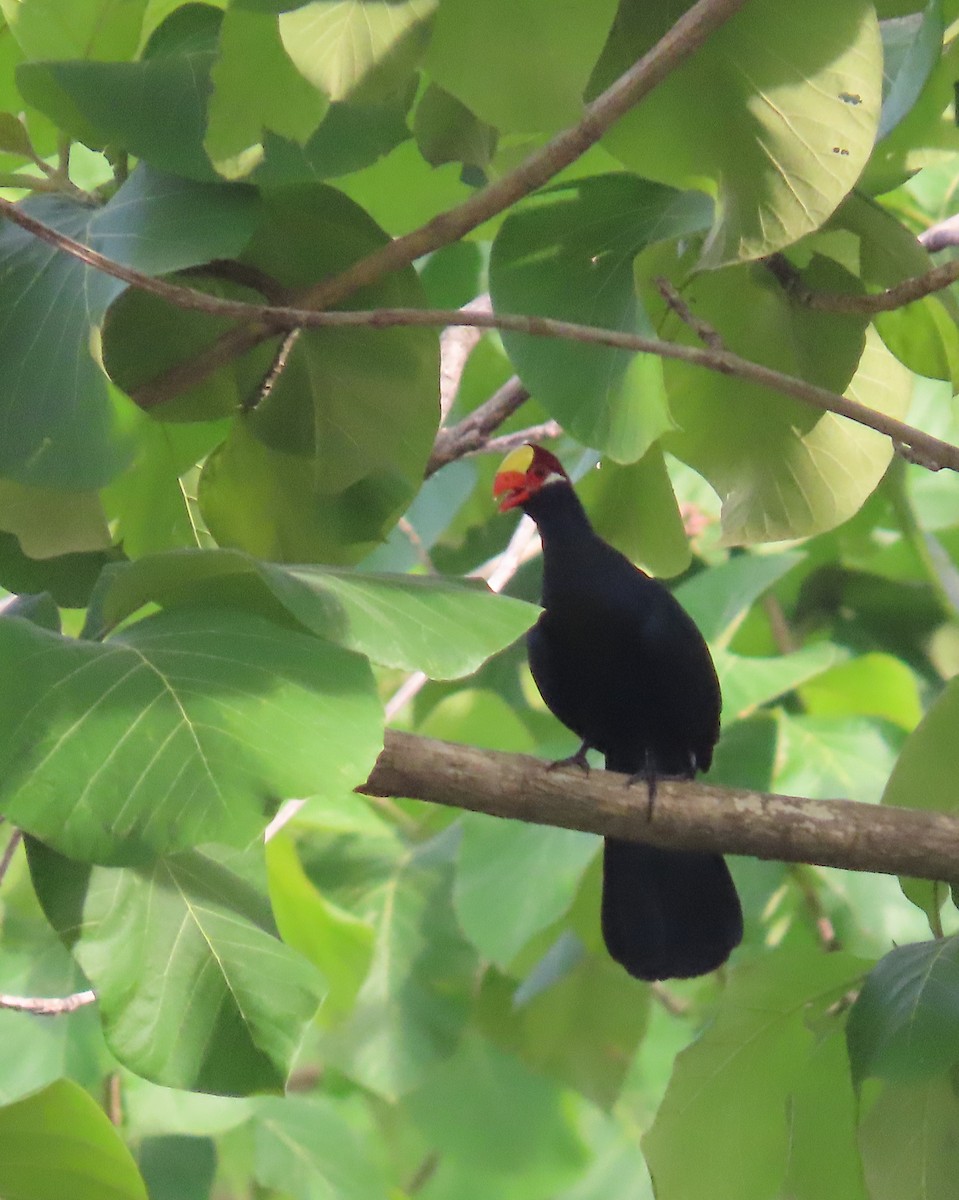 Violet Turaco - ML635701935
