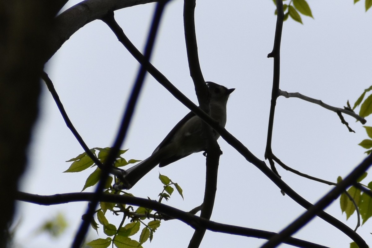 Tufted Titmouse - ML635701942
