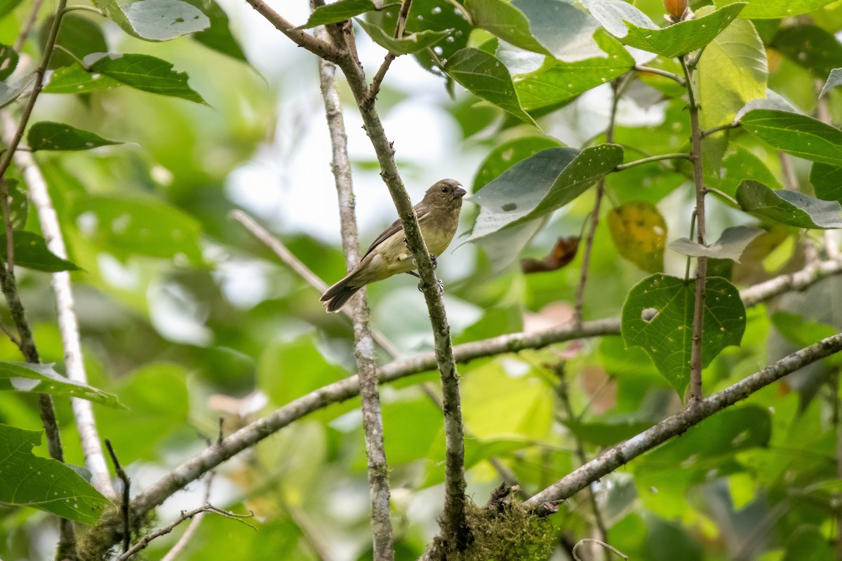 Yellow-bellied Seedeater - ML635701955
