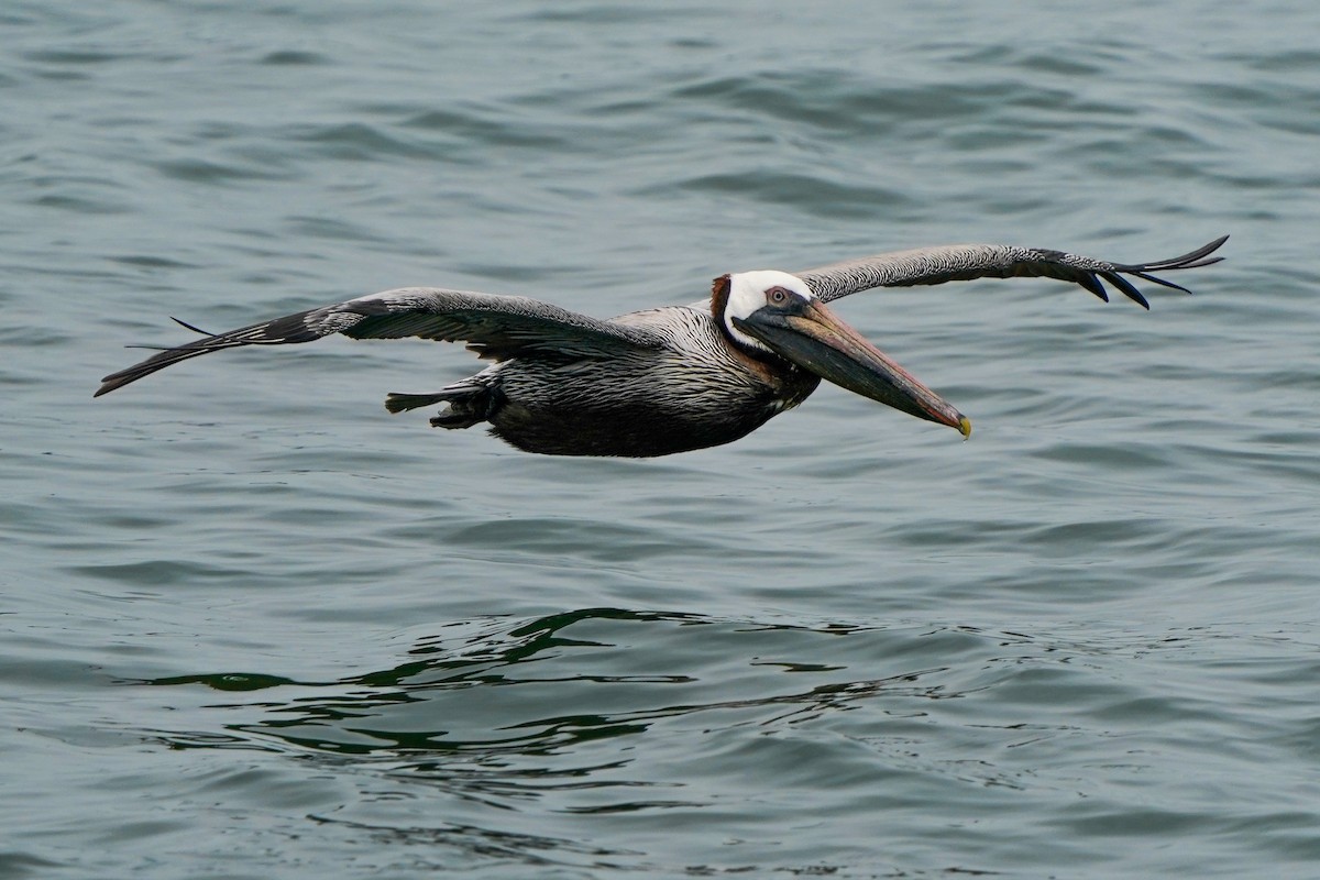 Brown Pelican - TJ Byrd