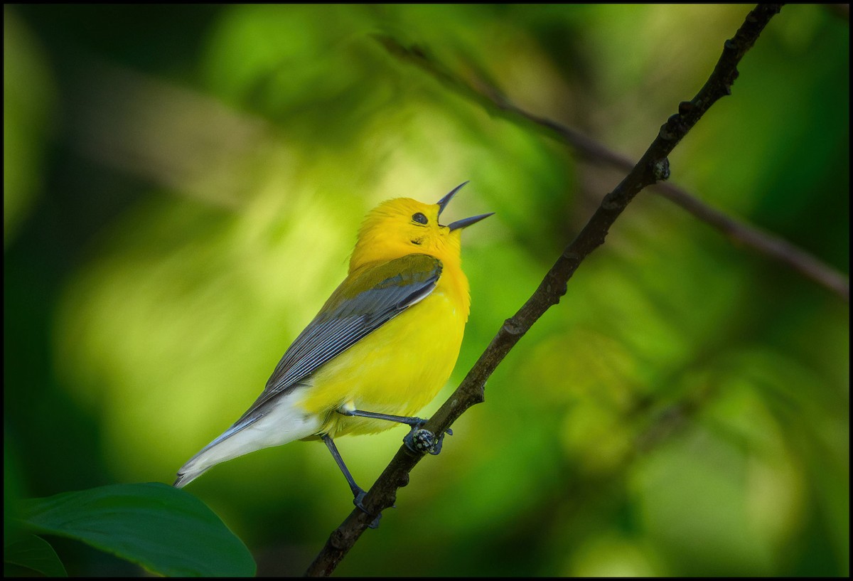 Prothonotary Warbler - ML635702297