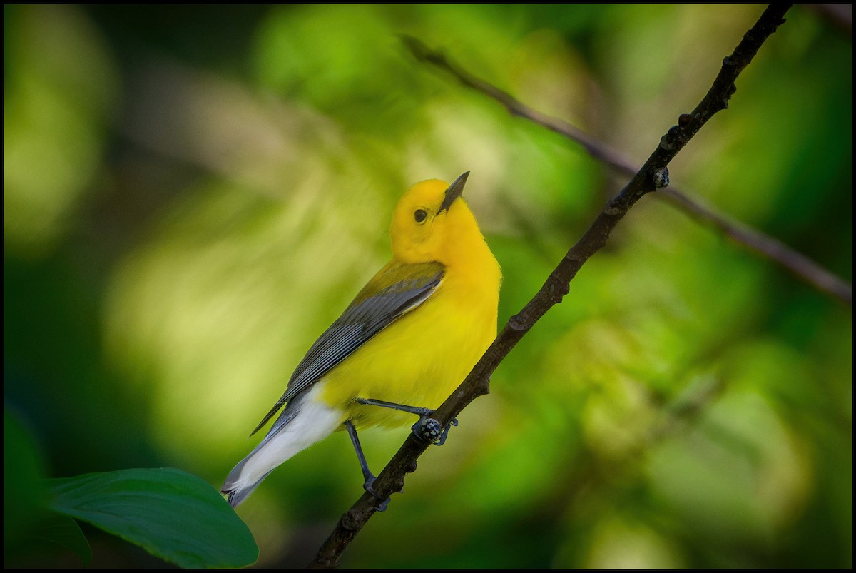Prothonotary Warbler - ML635702298