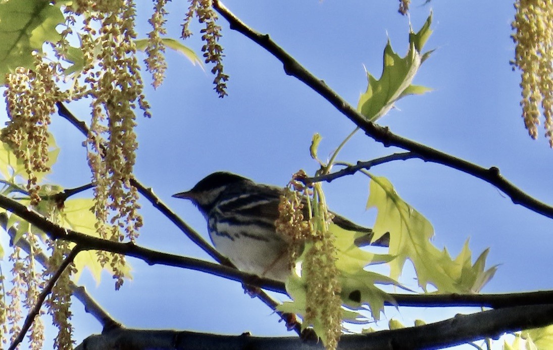 Blackpoll Warbler - ML635702303