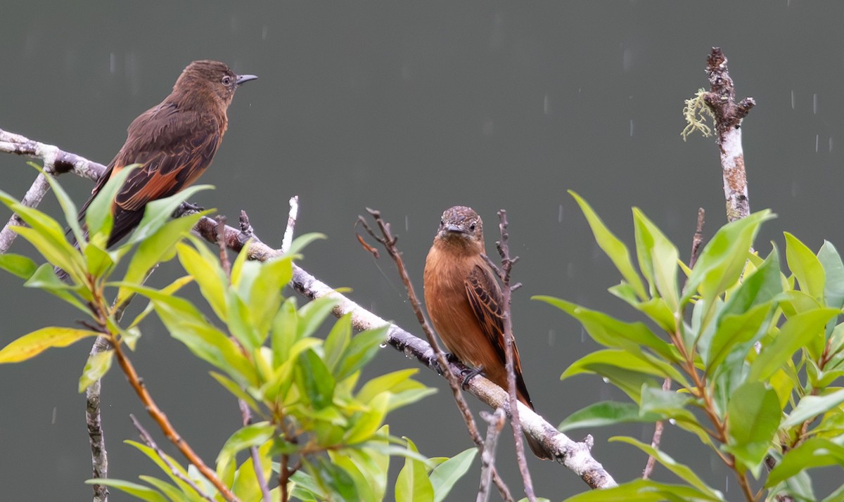 Cliff Flycatcher - ML635702322