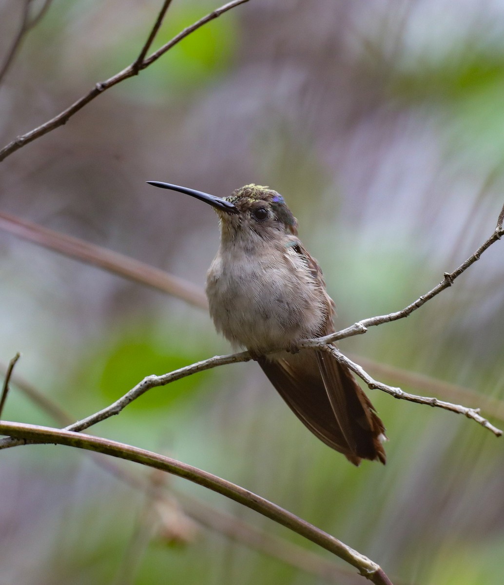 Wedge-tailed Sabrewing - ML635702324