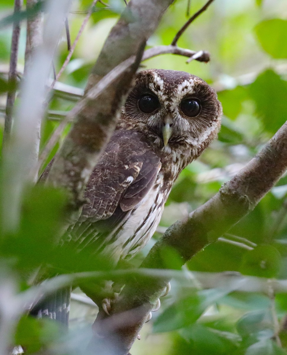 Mottled Owl - ML635702336