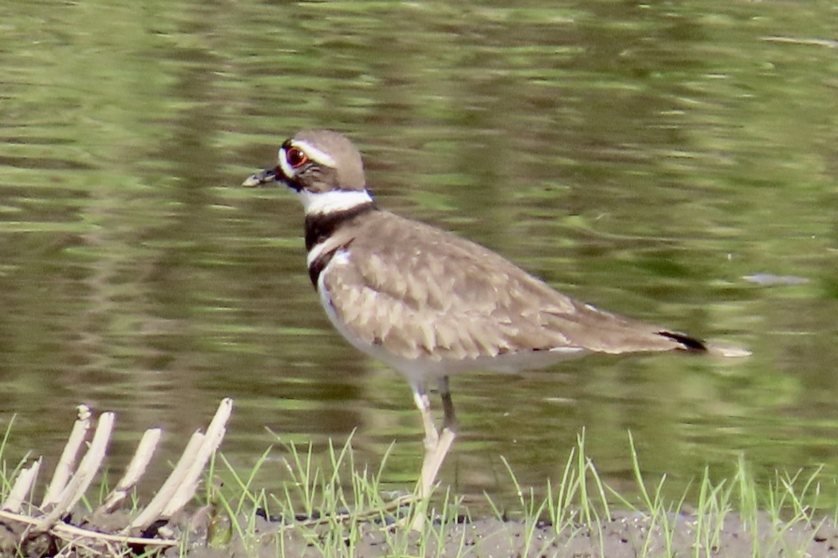 Killdeer - ML635702353