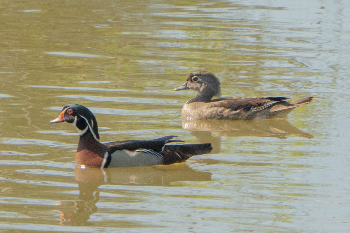Pato Joyuyo - ML635702367
