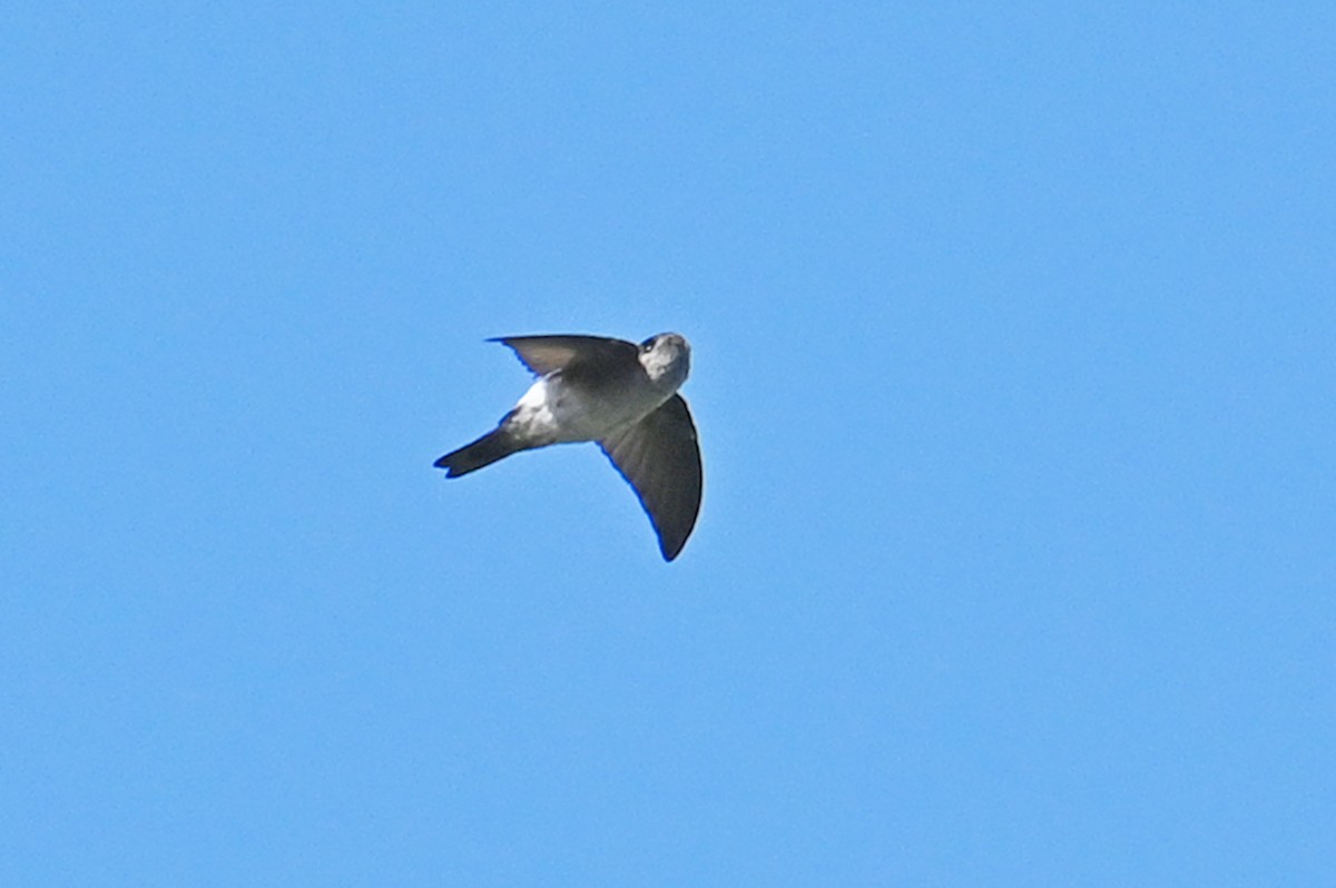 salangana melanéská - ML635702371