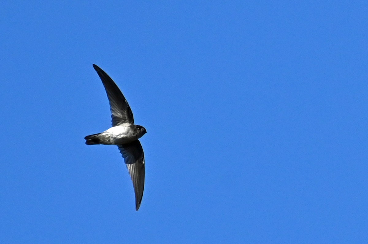 salangana melanéská - ML635702372