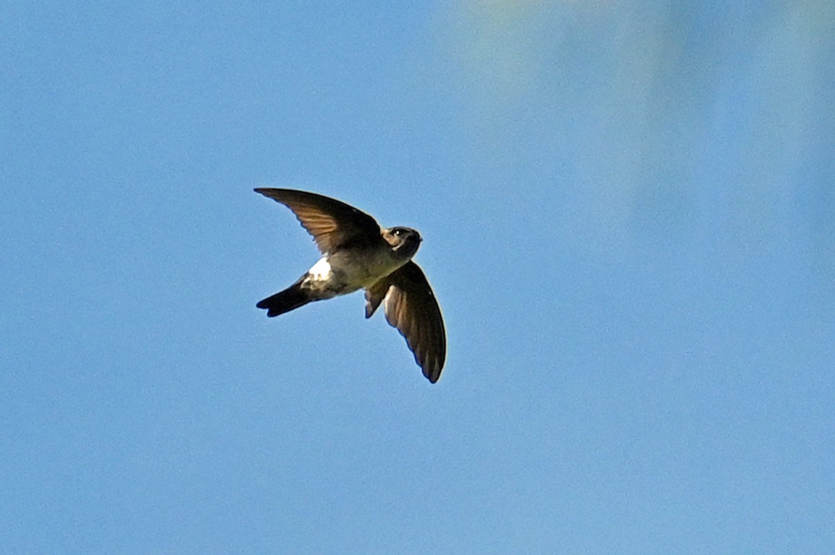 salangana melanéská - ML635702398