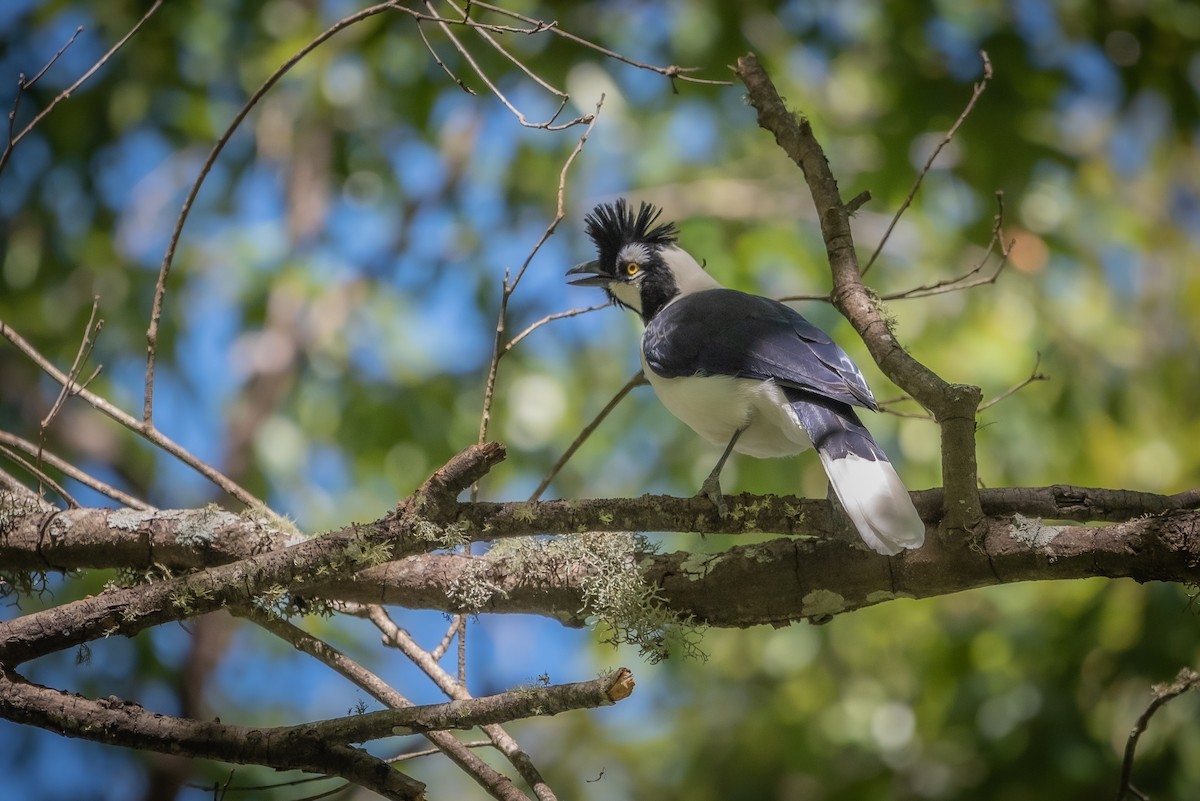 Tufted Jay - ML635702455