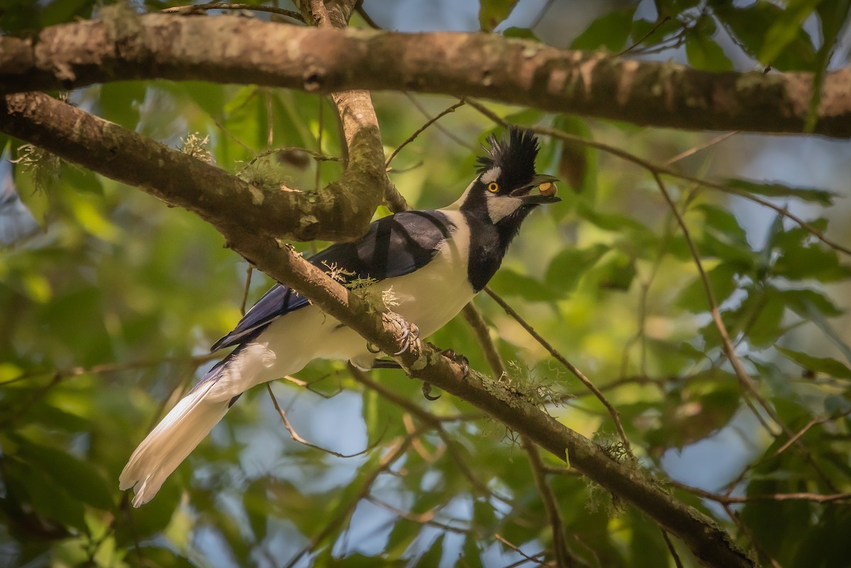 Tufted Jay - ML635702456